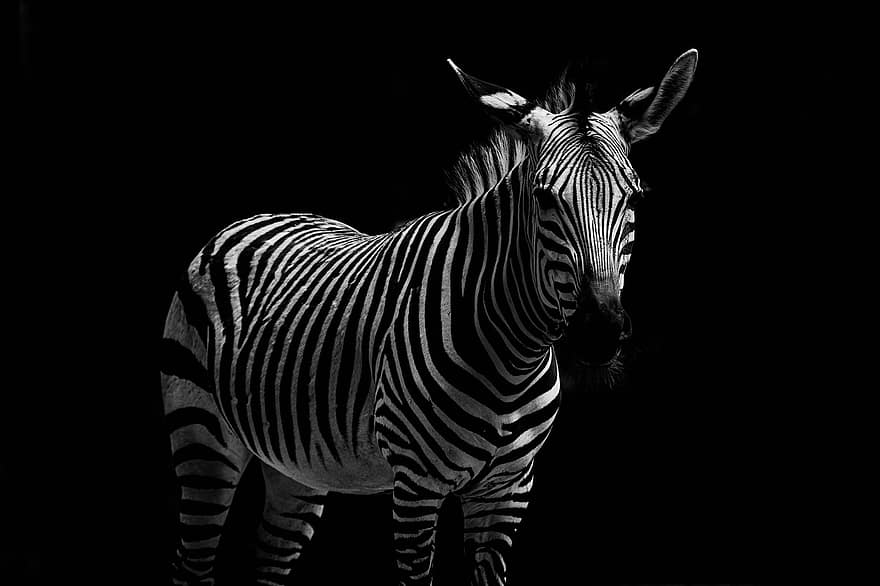 zebra, Afrika, stroperij, dieren in het wild, paard, dier, safari, natuur, zoogdier, behang, Namibië
