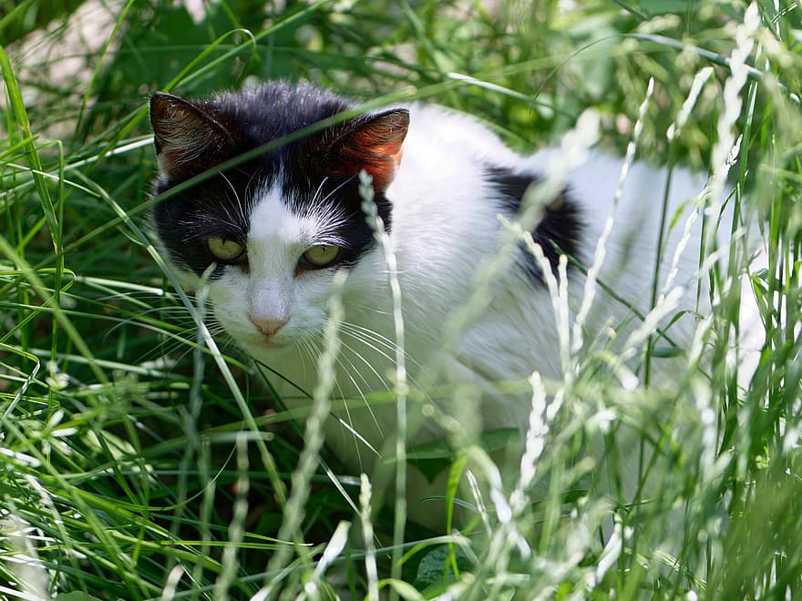 kucing, membelai, licik, mamalia, lokal, rumput, alam, di luar rumah, kucing rumahan, hewan, potret