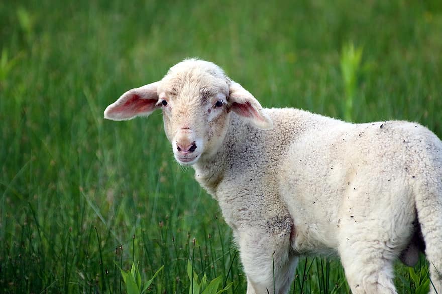 Schaf, Lamm, wolle, Herde, Weide, Bauernhof, Tier, Säugetier, Wiese, Vieh, ländlich