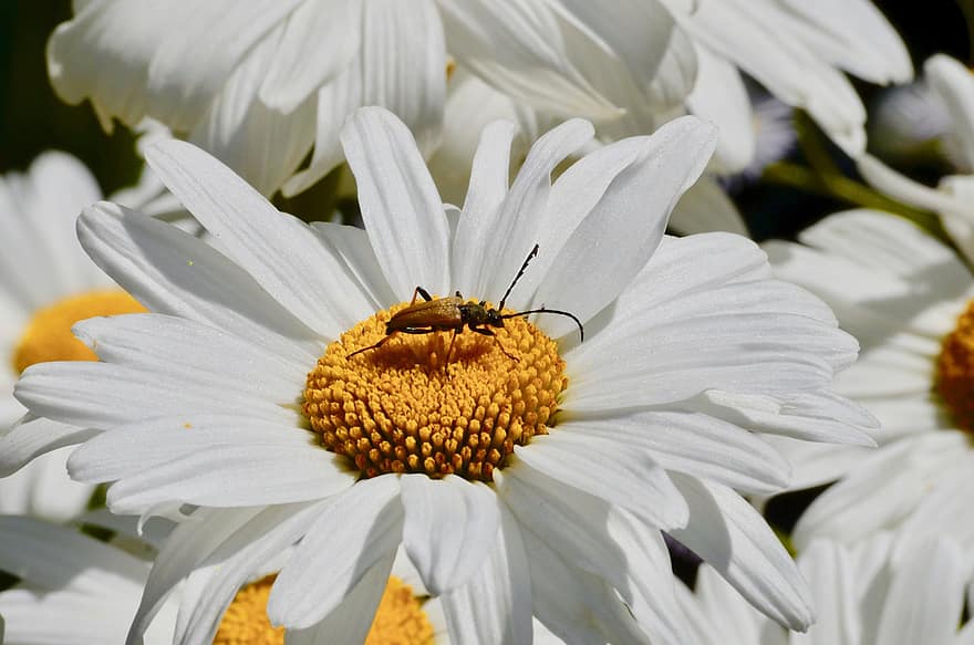 Marguerite, Blossom, Bloom, Insect, Beetle, Garden, Flower, Nature, Plant, Flora, Close Up