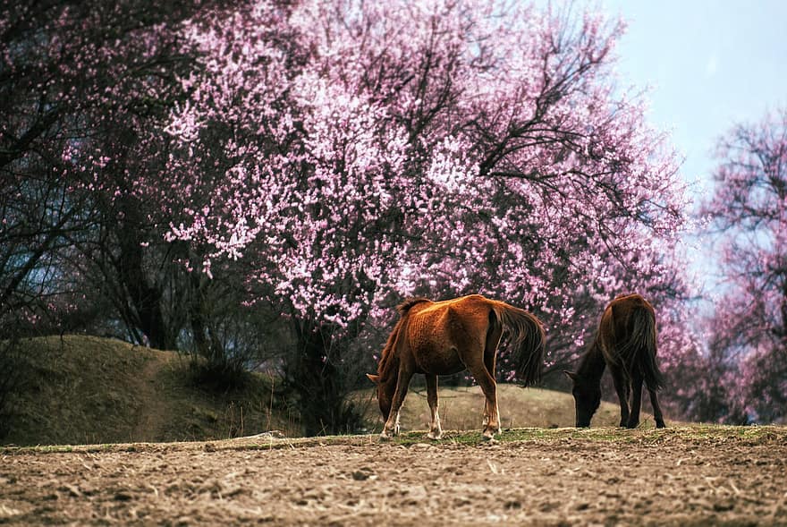 άλογα, άνθη ροδακινιάς, φύση, τοπίο, των ζώων, άνοιξη, ροδακινιές, ερημιά, αγροτικός, εξοχή, πεδίο