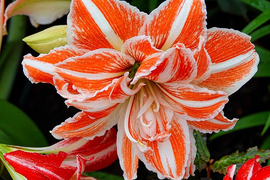 amarylis, květ, rostlina, Oranžový A Bílý Květ, okvětní lístky, flóra, jaro, Příroda, detail, list, květu hlavy