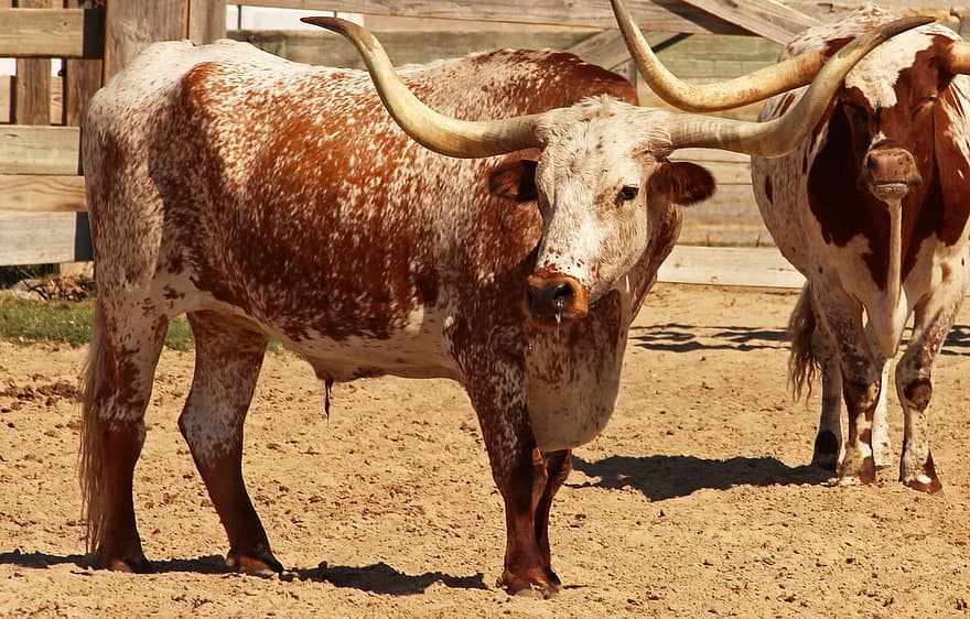 텍사스 롱혼, 소, 농장, 가축, 롱혼, 황소, 동물, 포유 동물, 어느 한 쪽, 농업