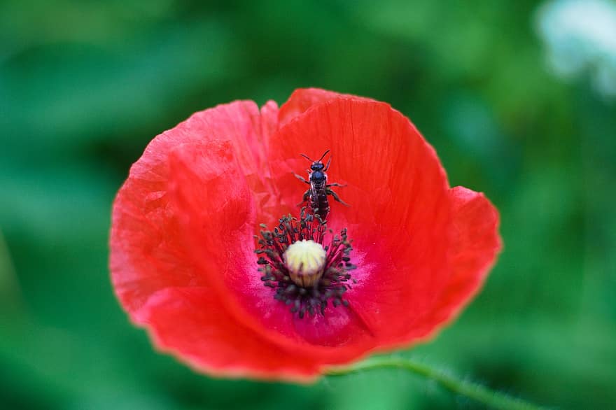 μέλισσα, παπαρούνα, λουλούδι, έντομο, το κόκκινο, καλοκαίρι, φύση, μέλισσες, λιβάδι, πεδίο