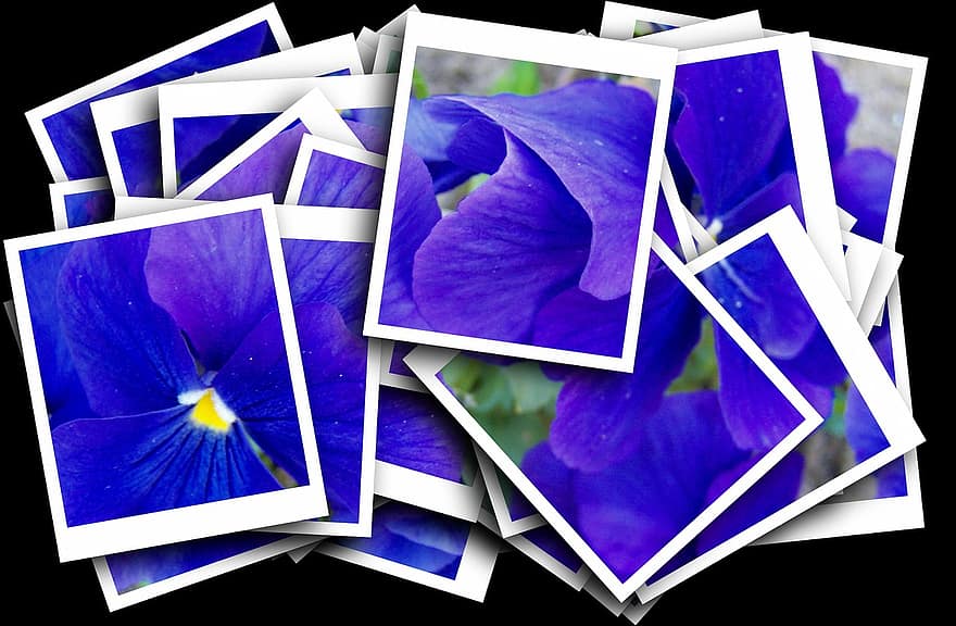 blå pansy, blomsterträdgård, lila, blomma, bilder