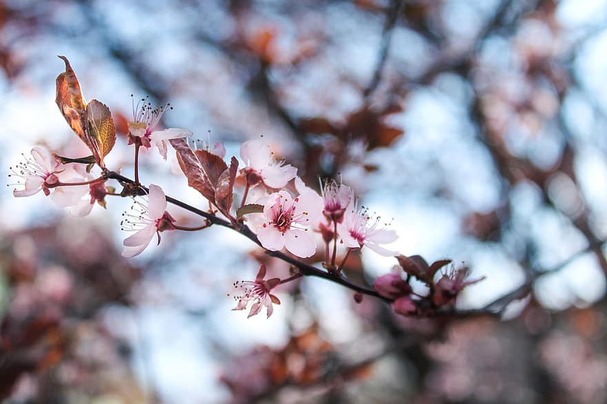 fiori di ciliegio, fiori, fiorire, fioritura, fiori bianchi, sakura, flora, albero di sakura, primavera, stagione primaverile, petali