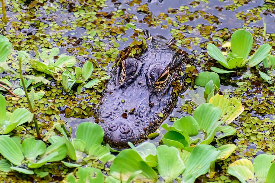 caimán, cocodrilo, reptil, lago, agua, naturaleza, fauna silvestre, pantano, animal, Everglades, salvaje