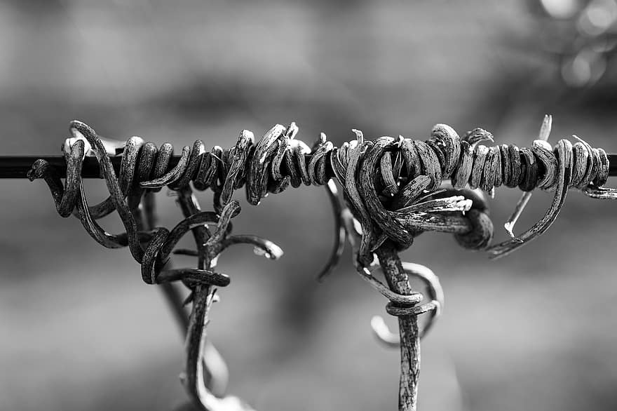 Vines, Iron Bar, Plant, Dried, Twisted, Winding, Metal Bar, Dry, Winter, Nature, close-up