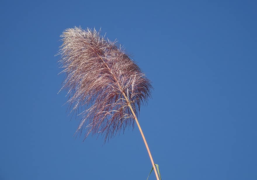 saccharum spontaneum, Floare sălbatică de iarbă de trestie de zahăr, Kans, pădure, iarbă, sălbatic, floare, Arunachal