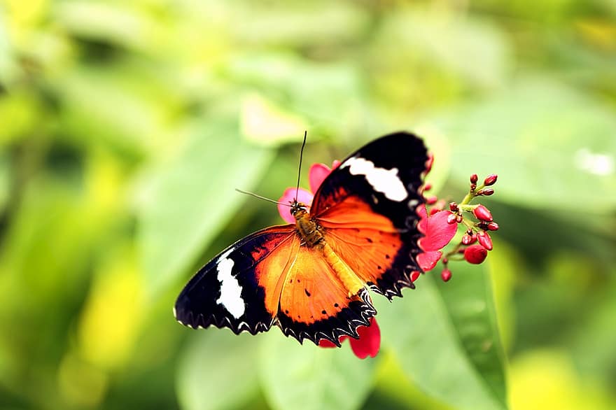 Schmetterling, Monarch, Blumen, bestäuben, Bestäubung, Flügel, Schmetterlingsflügel, geflügeltes Insekt, Insekt, Schmetterlinge, Fauna