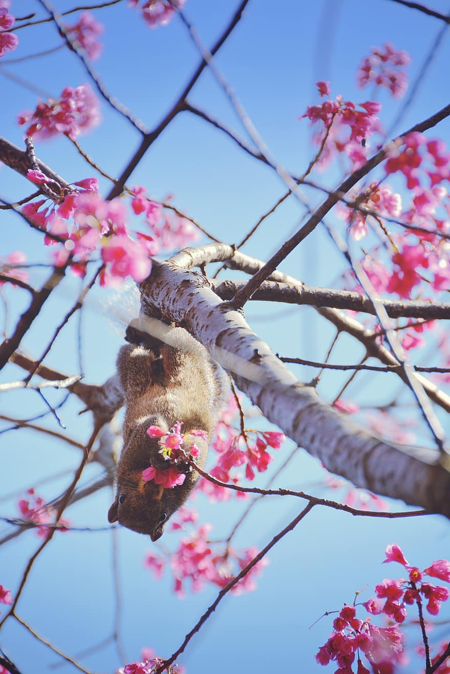 scoiattolo, ciliegia, fiorire, primavera, fiore, animale