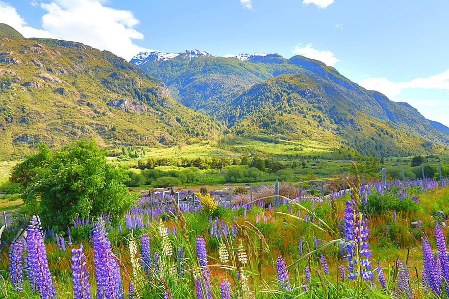 pavasara krāsas, patagonija, carretera austral, Čīle, ziedi, krāsains, pavasarī, raksturs, krāsa, augu, flora