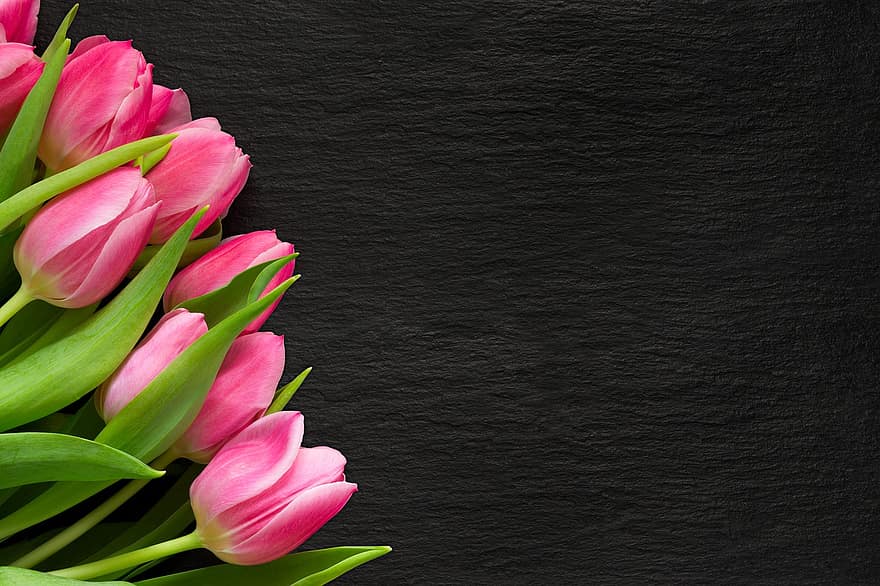 gėlės, kadras, tulpės, žydi, žiedas, pavasaris, Motinos diena, atvirukas, Valentino diena, Ačiū, dalyvavimas