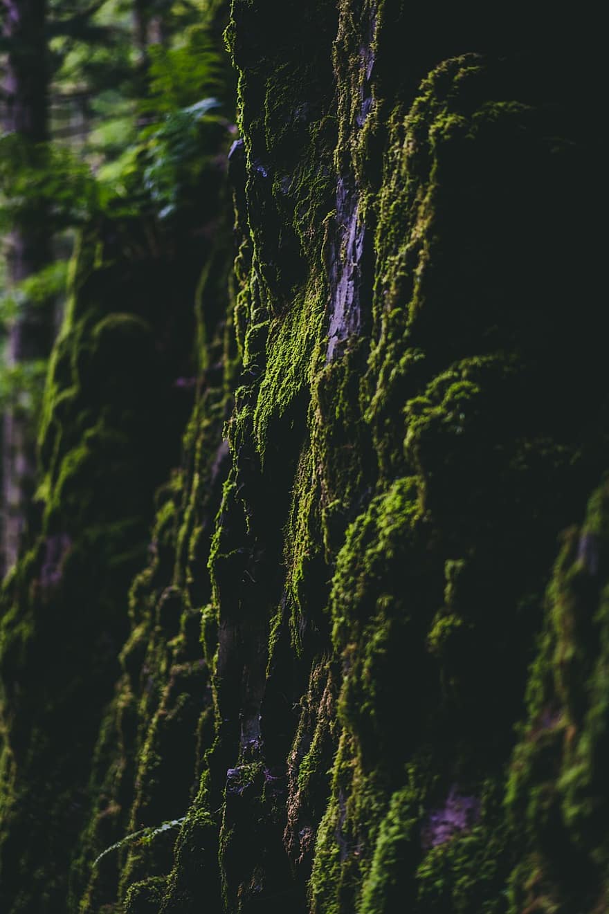 Moss, Wall, Forest, Trail, Mountain