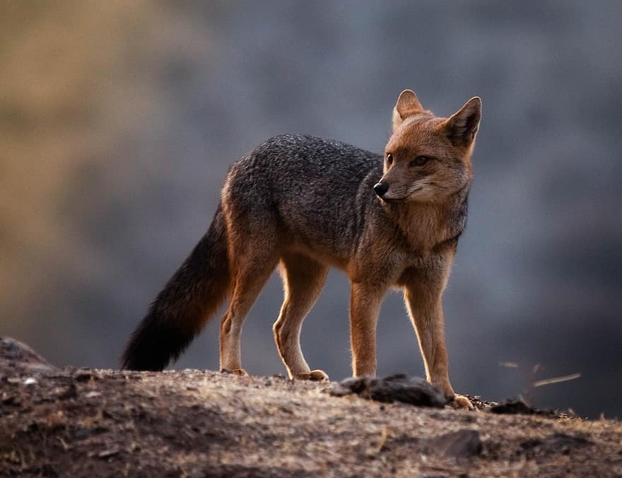 Fox, Fauna, Animal, Nature, Wildlife