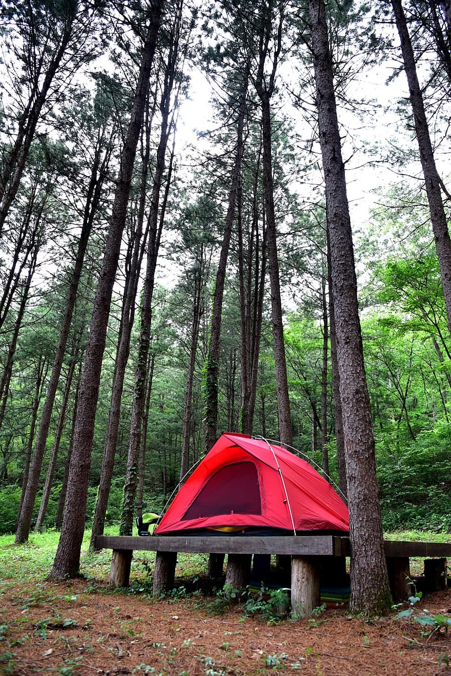 kemping, sátor, erdő, szabadban, természet, tábor, fák, utazás, ünnep, vakáció