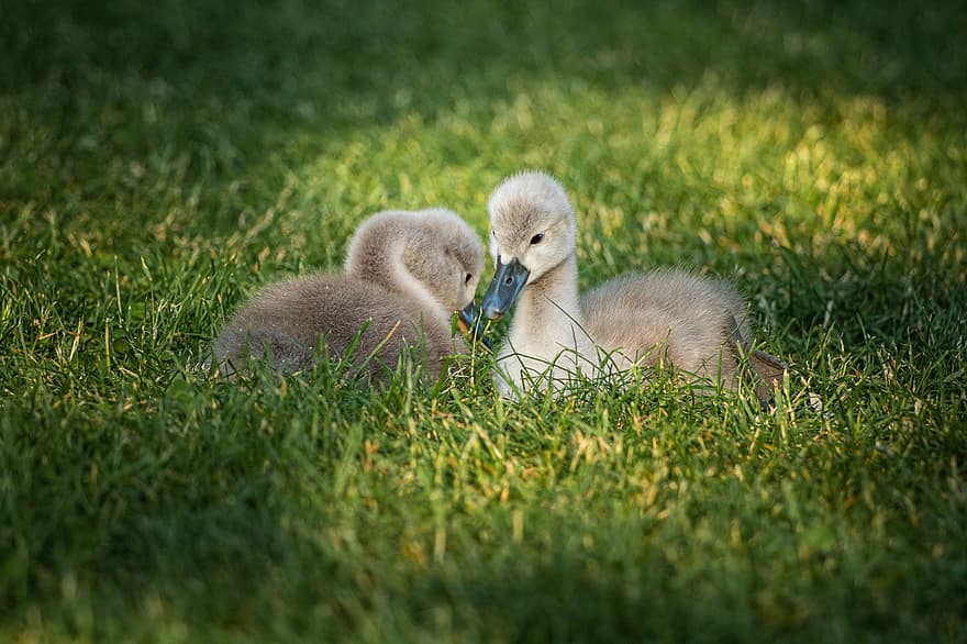 Swan, Bird, Baby, Wings, Wildlife, Sweet, Cute, Animal, grass, beak, young animal