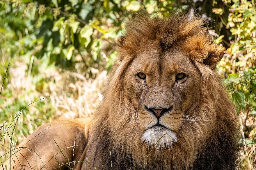 ライオン、動物園、動物、アフリカ、捕食者、たてがみ、大きな猫、哺乳類