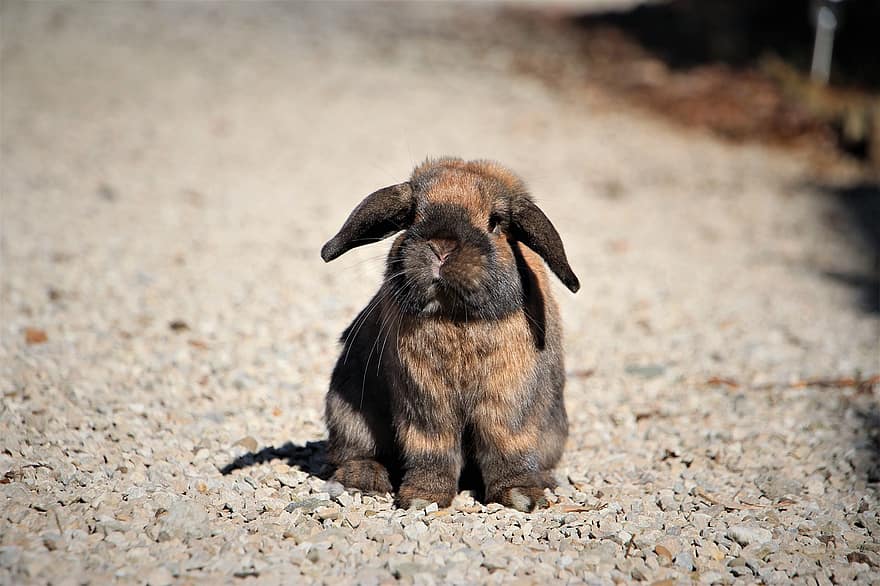 토끼, 착한 애, 동물, 귀엽다, 잔디, 자연, 귀, 이상한, 모피