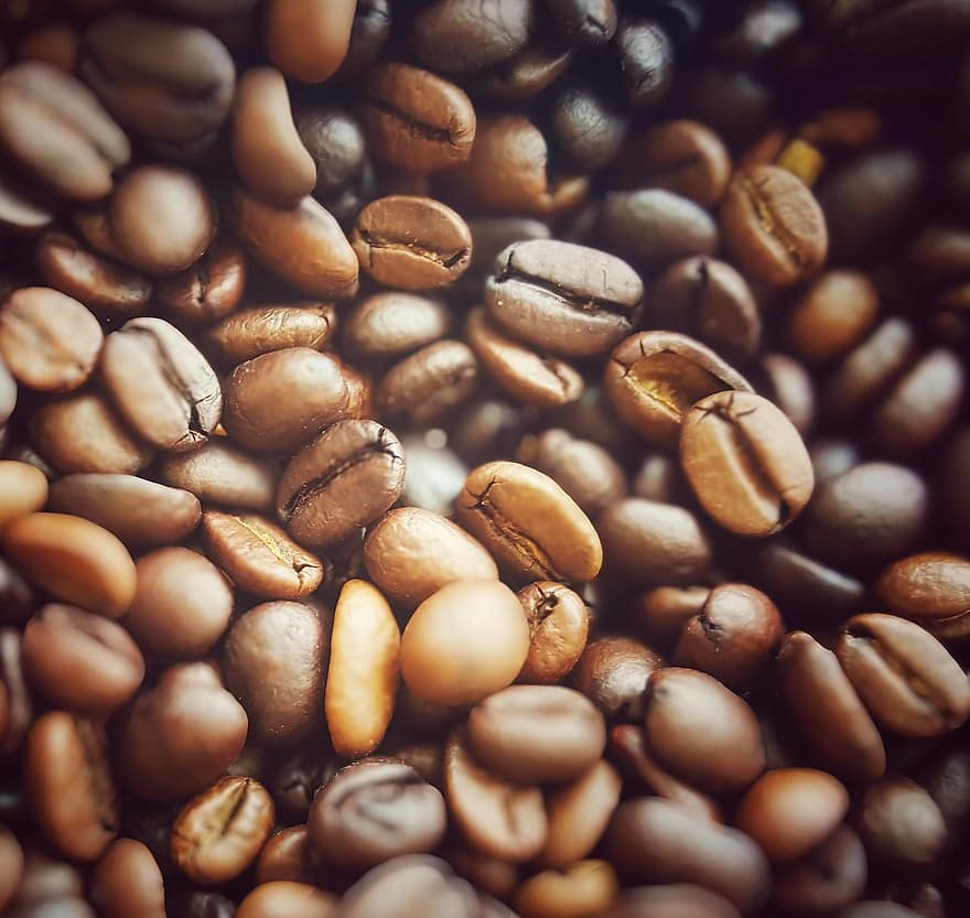 कॉफ़ी, कॉफ़ी के बीज