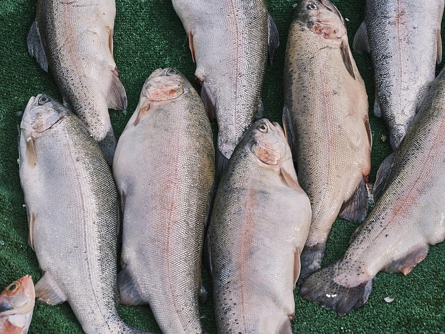 ikan salmon, ikan, pasar, makanan laut, makanan, mentah, segar, binatang, pasar basah, protein, kesegaran