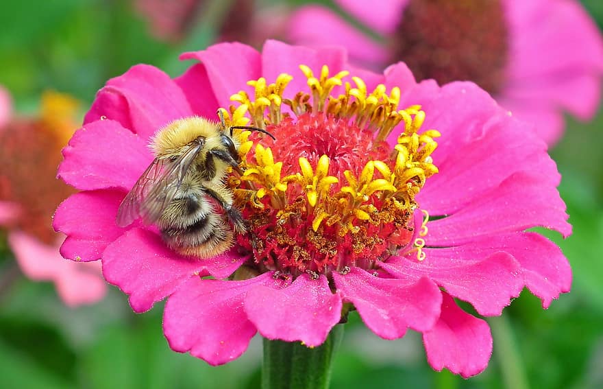 цвете, циния, насекомо, земна пчела, крила, природа, градина, опрашване