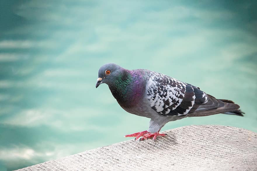 Dove, Pigeon, Bird, Rock Dove, Rock Pigeon, Common Pigeon