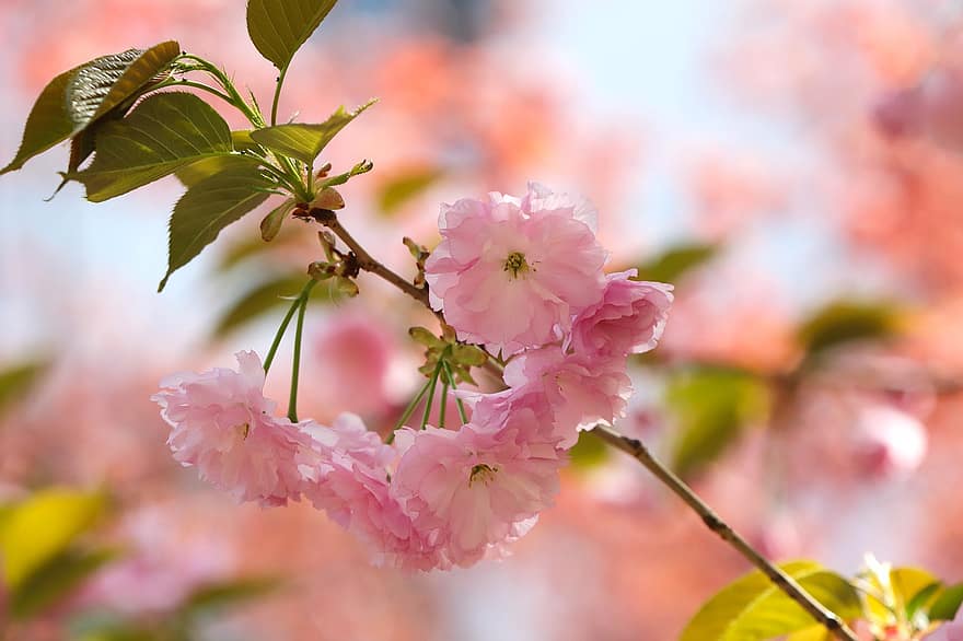 kersenbloesems, bloemen, de lente, roze bloemen, sakura, bloeien, bloesem, tak, boom, natuur