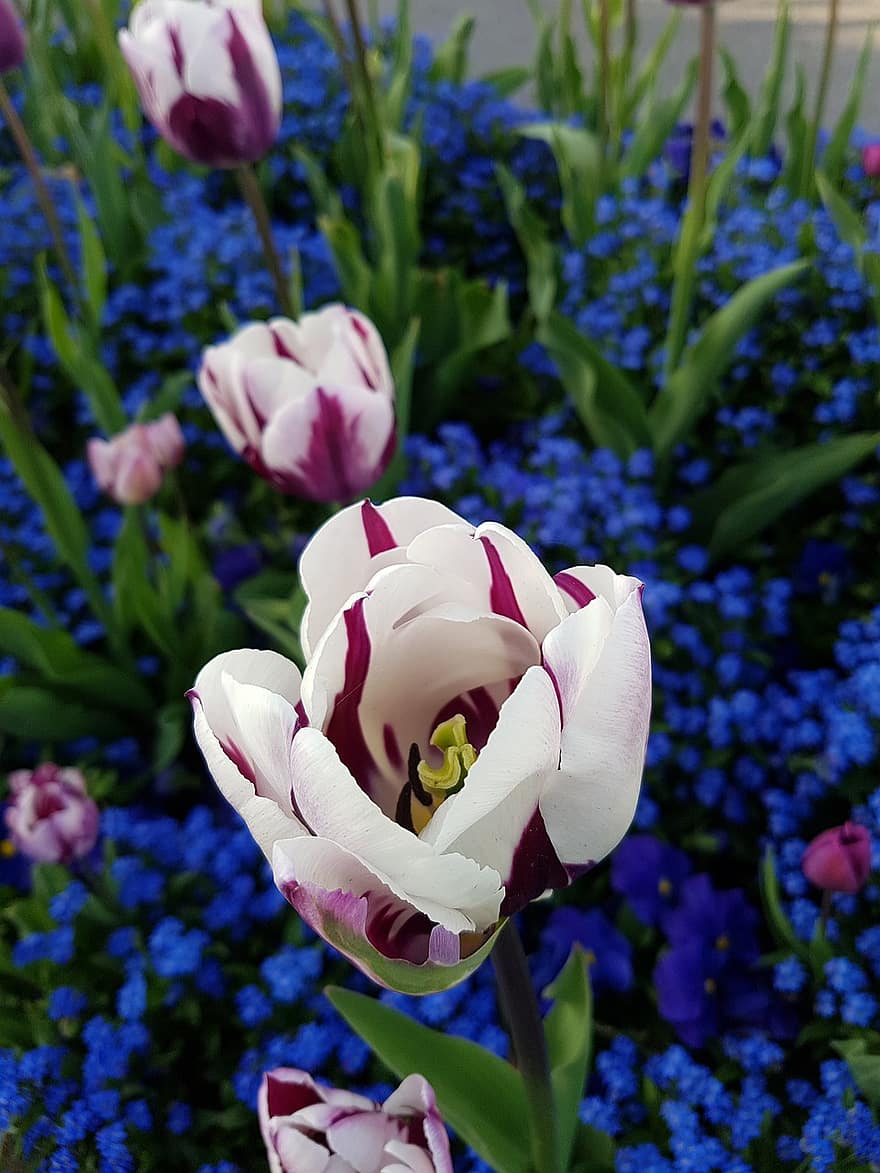 kwiaty, tulipany, Natura