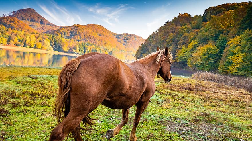 на, кон, в, природа, животно, Септември, есен, коне
