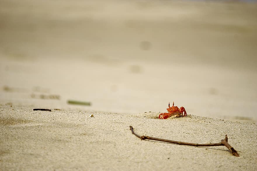 krabbe, sand, Strand, krepsdyr, dyr, dyreliv, marine, kyst, strandlinjen, natur, hav