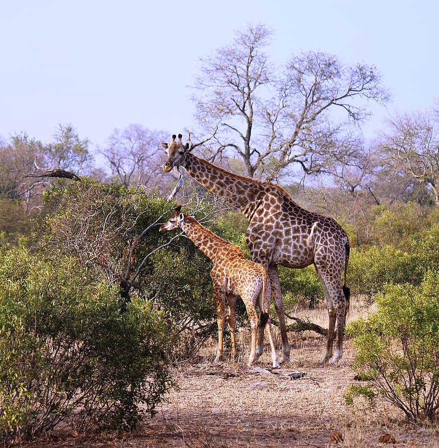 жирафи, тварини, сафарі, Молодий жираф, молода тварина, дитячий жираф, молодий, мати, ссавці, дикої природи, дикий