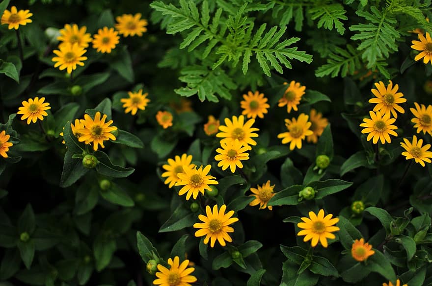 Cutleaf Coneflower, цветя, растение, жълти цветя, листенца, листа, разцвет, природа, жълт, лято, зелен цвят