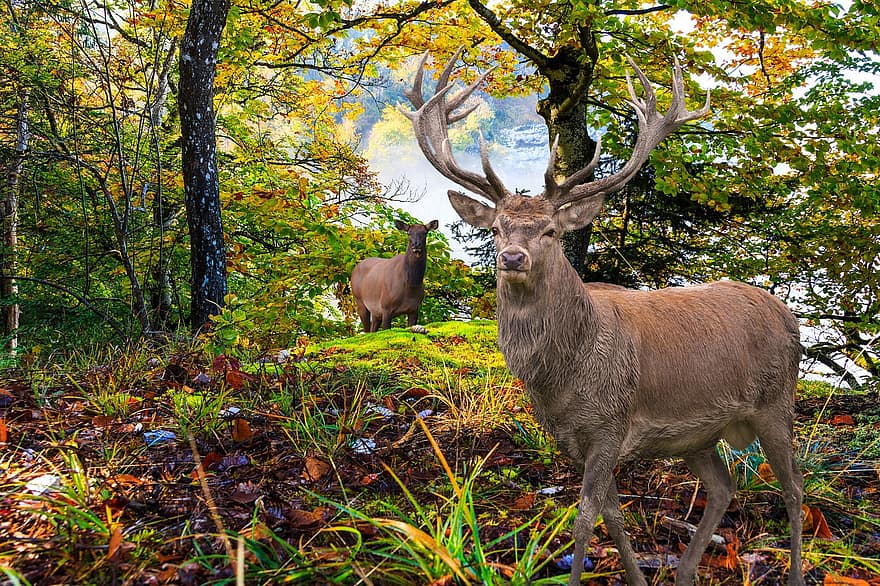rusa besar, fantasi, hutan, Latar Belakang, rusa, binatang di alam liar, musim gugur, bertanduk, rumput, pohon, rusa jantan