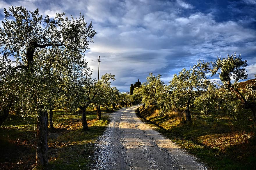 grusväg, väg, träd, landsväg, lantlig, landsbygden, Via Delle Tavarnuzze, florens, tuscany, chianti, landsbygden scen