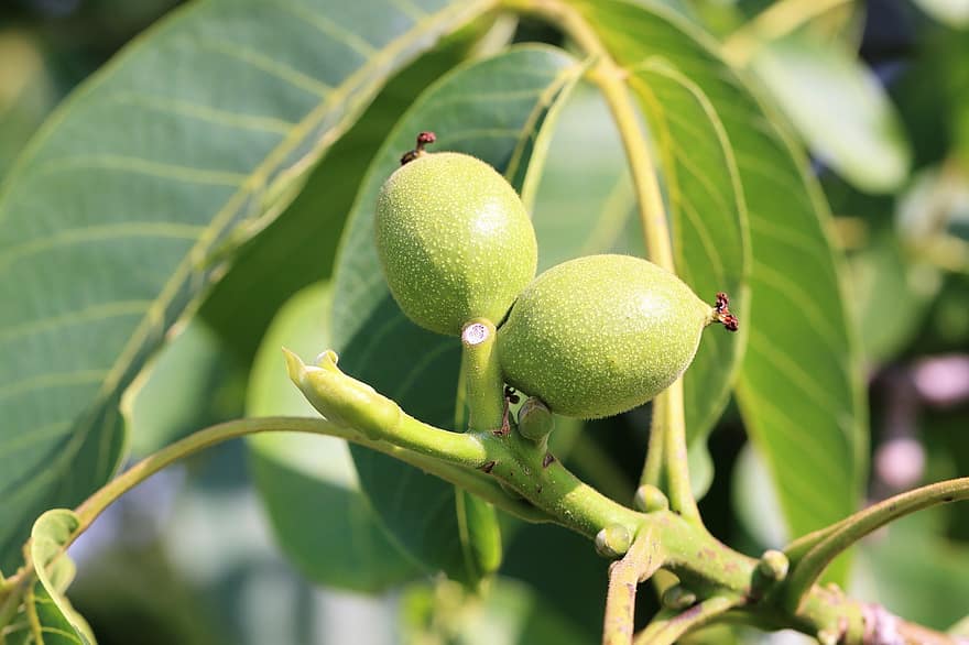 Walnut, Fruits, Branch, Young Fruits, Nuts, Leaves, Walnut Leaves, Walnut Tree, Tree, Plant, Food