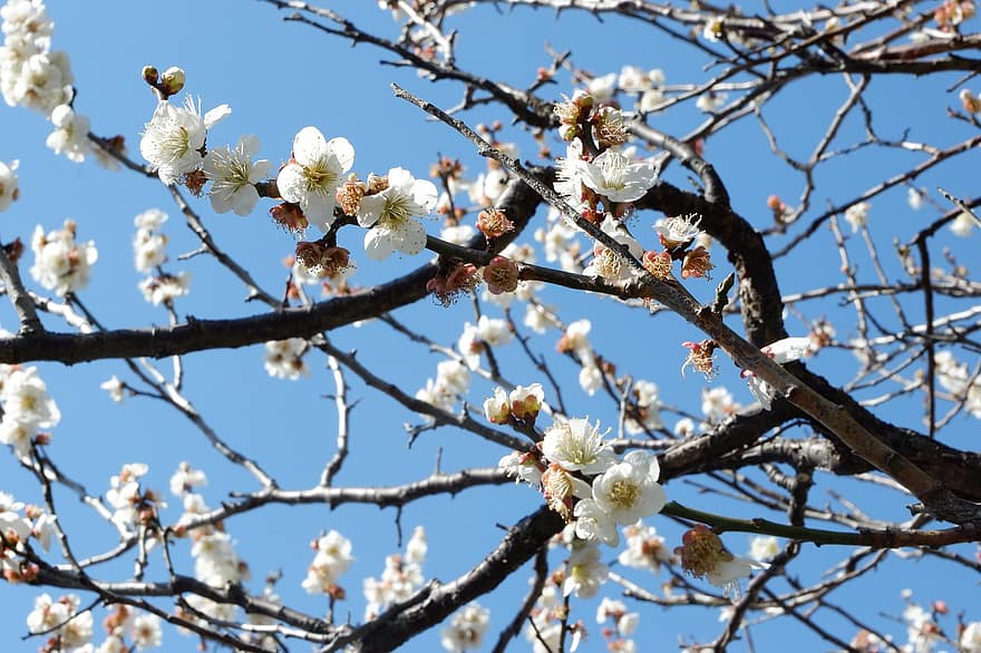 las flores, Flores blancas, Flores de cerezo, sakura, Japón, naturaleza, rama, primavera, árbol, flor, temporada