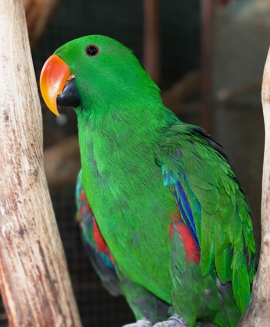 perroquet, oiseau, animal, perroquet éclectus, perroquet mâle, plumage, le bec, multi couleur, plume, ara, climat tropical