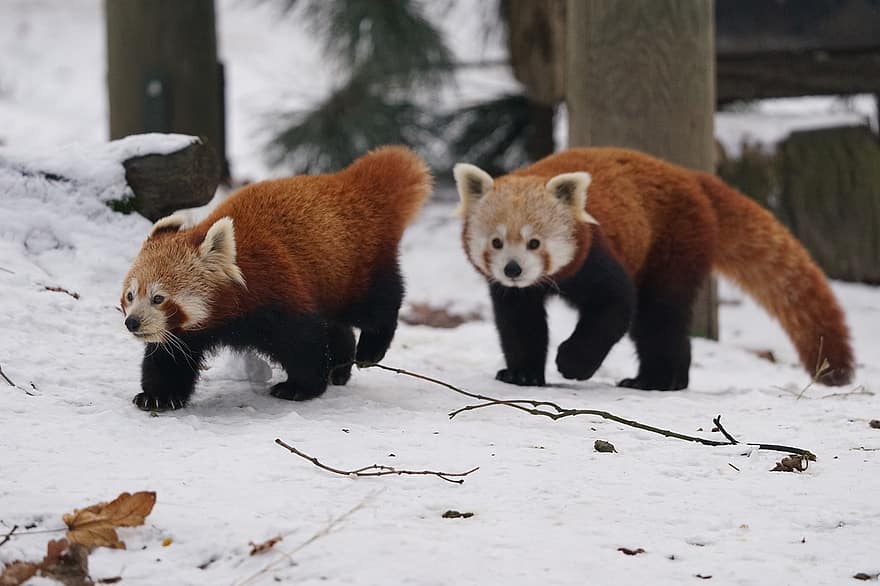 panda, sarkana Panda, zīdītāju, mežs, raksturs, gudrs, dzīvniekiem savvaļā, sniegs, ziemā, kažokādas, sarkana lapsa