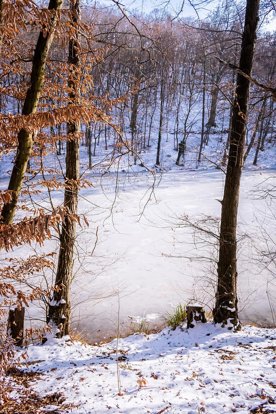 Trees, Snow, Ice, Frost, Cold, Winter, Frozen, Snowy, Icy, Nature, Landscape