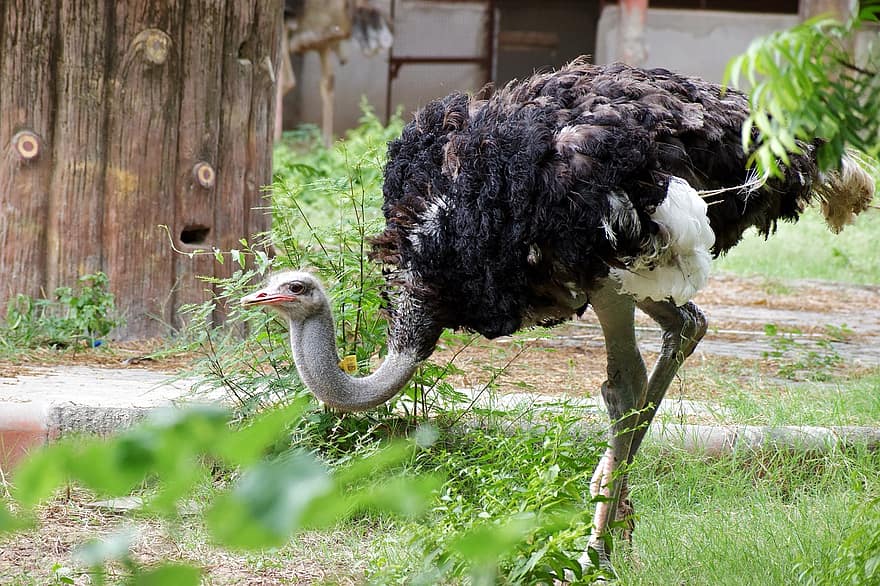 pássaro, avestruz, bico, penas, plumagem, ninho, animal, animais selvagens