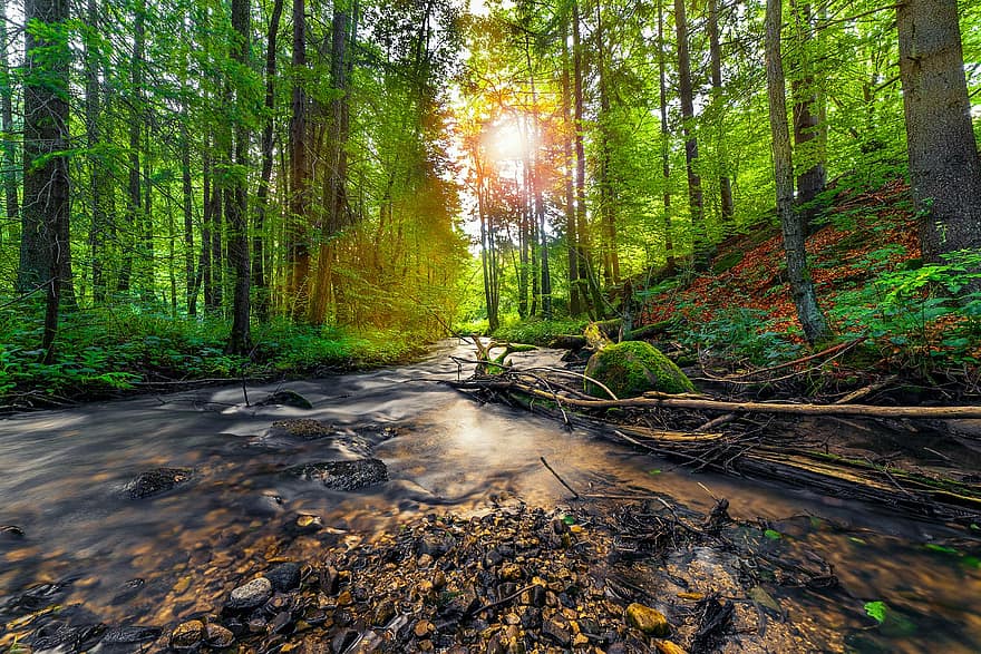 Trees, Stream, Forest, River, Water, Nature, Greenery, Foliage, Woods, Woodland, Sun