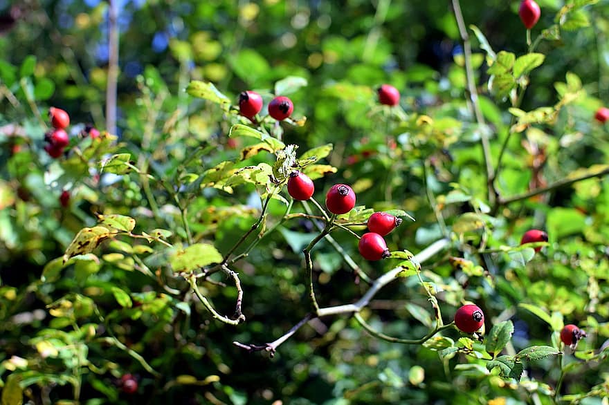 Berries, Rose Hip, Branch, Autumn, Food