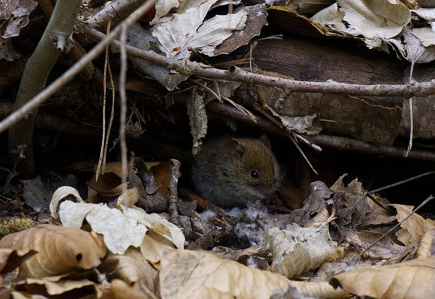 Mouse, Rodent, Forest, Animal, Nature, cute, animals in the wild, small, close-up, pets, fur