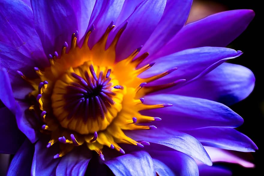 violetti lootus, lootuksen kukka, kukinta, kukka, vesikasveja, kasvisto, lähikuva, violetti kukka, violetit terälehdet, luonto, kasvi