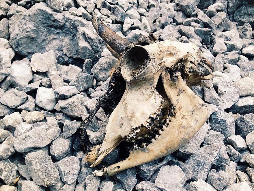 Skull, Animal Skull, Rocks, Bone, Death, Head, Horn, Anatomy, Animal, Nature, Remains