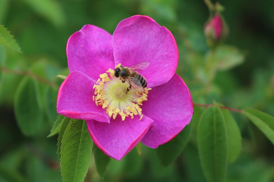 ruusu-, kasvi, Kanada, mehiläinen, hunaja