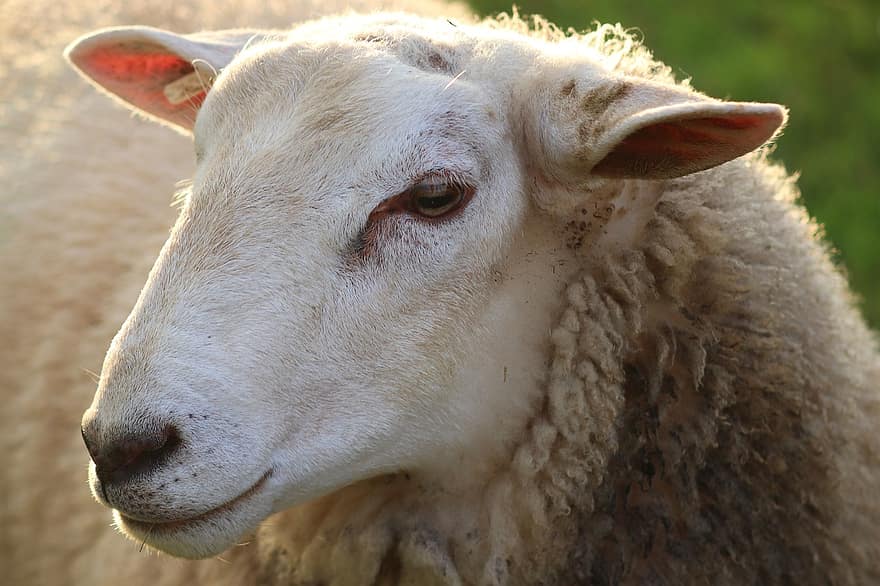 mouton, la laine, animal, ruminant, mammifère, bétail