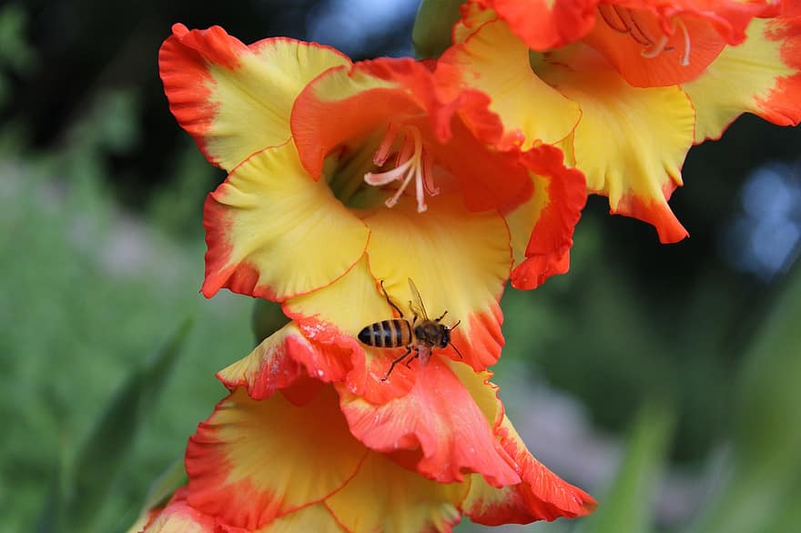 벌, 곤충, 수분, 꽃, 날개 달린 곤충, 날개, 자연, hymenoptera, 곤충학, 매크로, 글라 디 올라 꽃