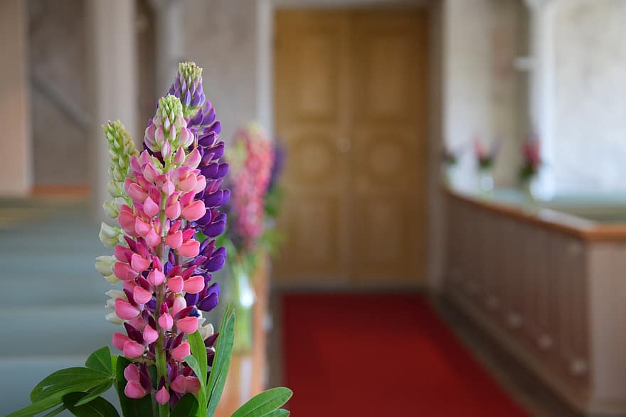 flores, lupinus, Igreja, flora, decorativo